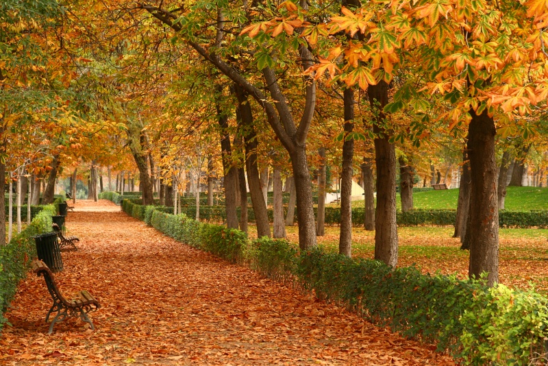 IMG_5957.JPG - Retiro Park, fall foliage