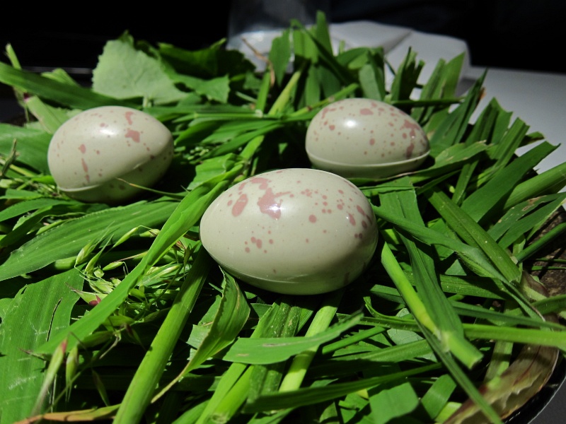 IMG_3343.JPG - The Pukeko's Egg - chocolate eggs inspired a mischievous New Zealand bird