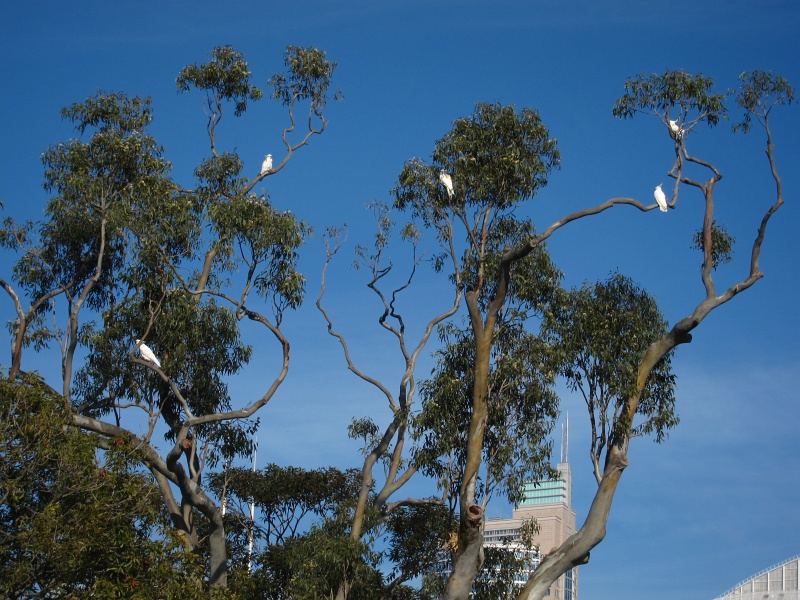 IMG_2621.JPG - Cockatoos - noisy and boisterous, hanging out in the Botanical Gardens