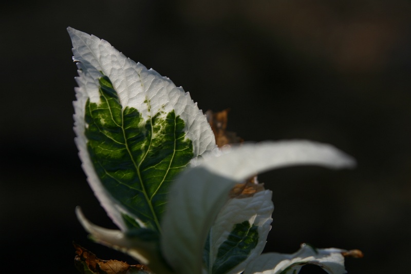 IMG_4718.JPG - Hydrangea leaf