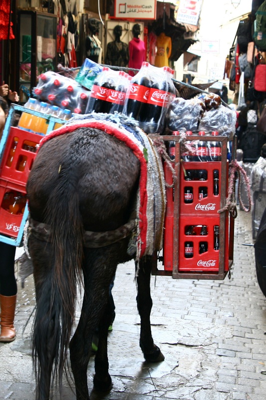 IMG_7918c.jpg - The prestigious coke donkey