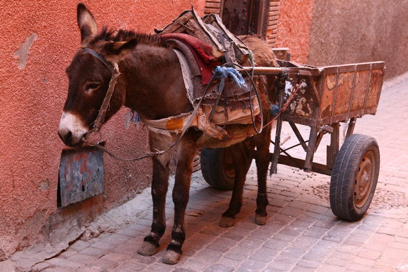 IMG_8541.JPG - A construction donkey near our riad in Marrakech, his cart had a few bags of dry cement