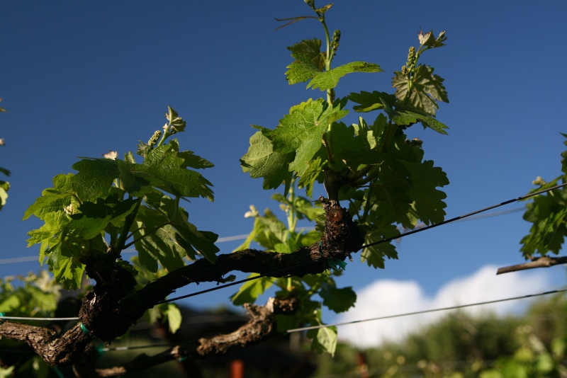 IMG_7161.JPG - Baby grapes emerging on the vines