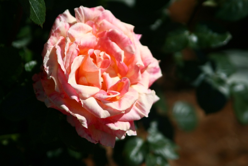 IMG_7191.JPG - Blooming rose