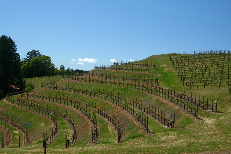 IMG_7212.JPG - More Pride vines on sloped terraces - the vineyard is 2000 feet above sea level