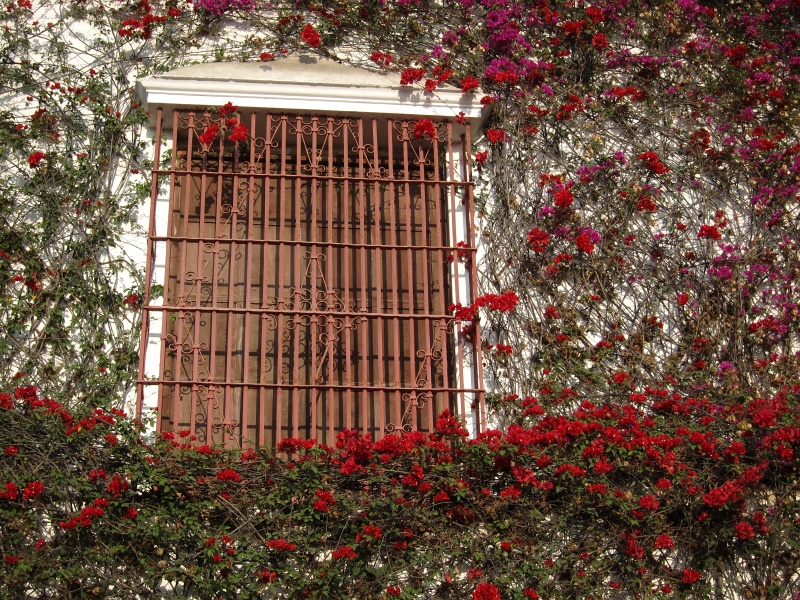 IMG_1732.JPG - Flowers overgrowing a window inside the Larco museum