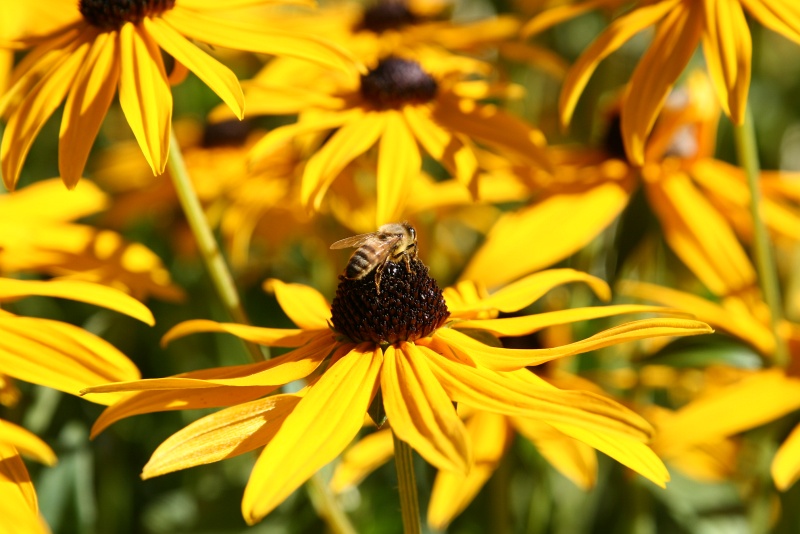 IMG_5685.JPG - Pollinating bees