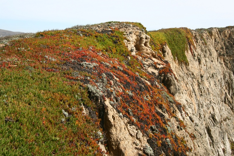 IMG_8715.JPG - Colorful plant growth on the cliff face